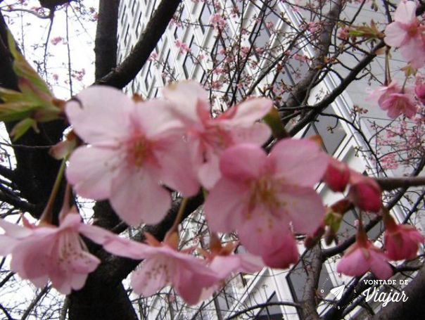 Kyoto - Flores no inverno japones