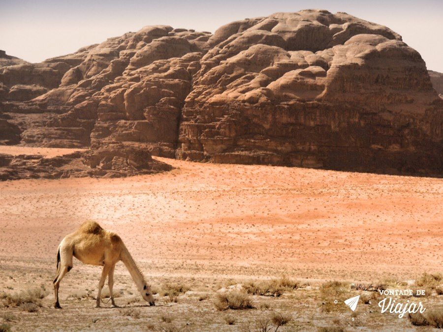 Jordania - Dromedario no deserto de Wadi Rum