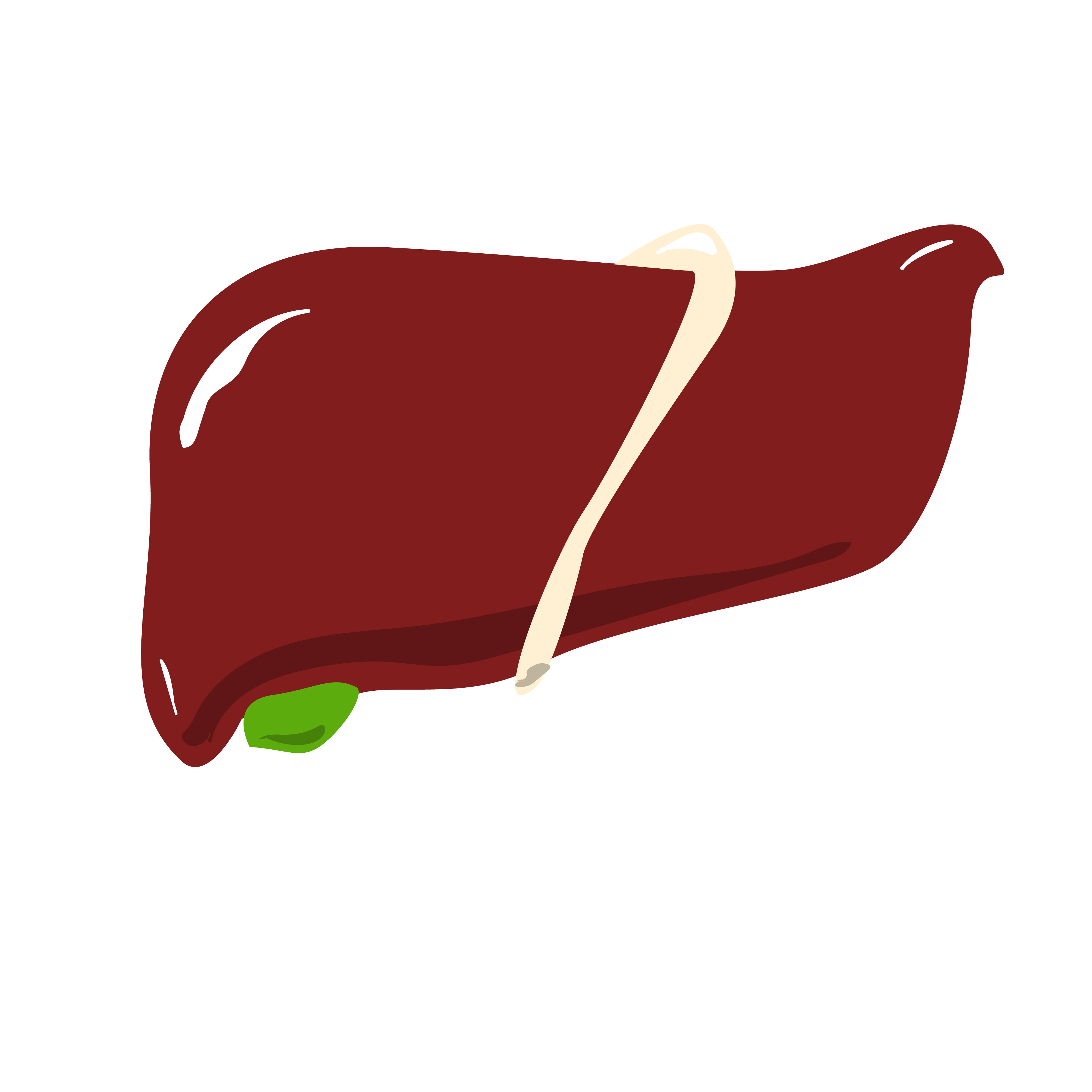 Illustrated icon of the human liver — the liver bears the primary metabolic burden of processing alcohol and has remarkable self-regenerative capacity when supported with adequate nutrition
