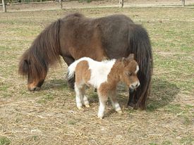 mamma pony e cucciolo