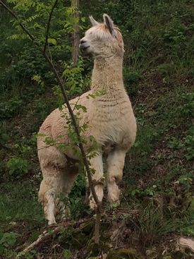 alpaca