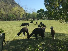 alpaca e lama nel prato