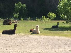 alpaca e lama nel prato