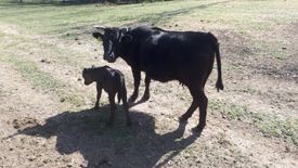 vitello e mamma