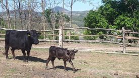 vitello e mamma