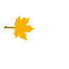 Falling Marigold