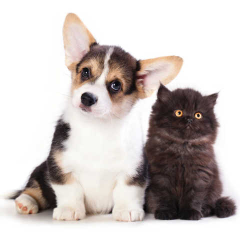 Puppy & Kitten Packages service