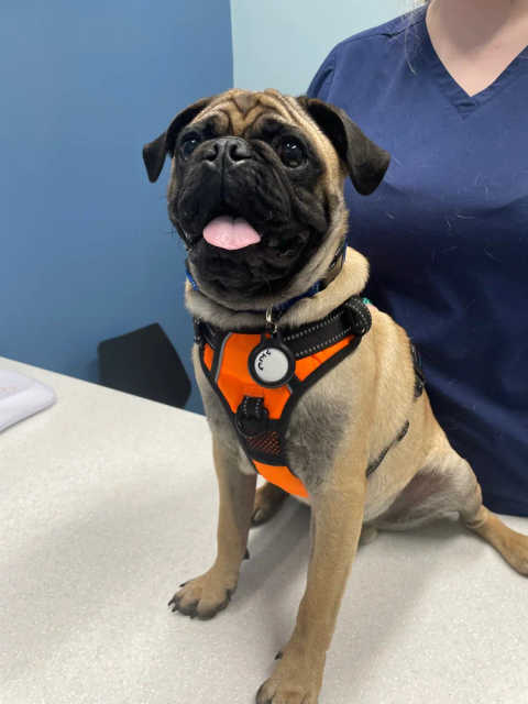 Packages For Dogs service