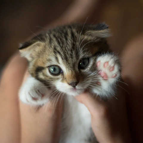 Packages For Cats service