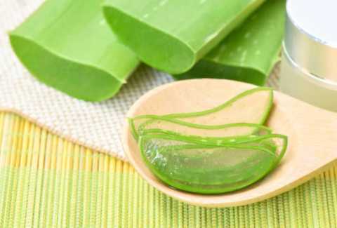 The Aloe Vera Experience