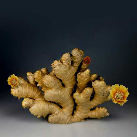 Root Touch-Up