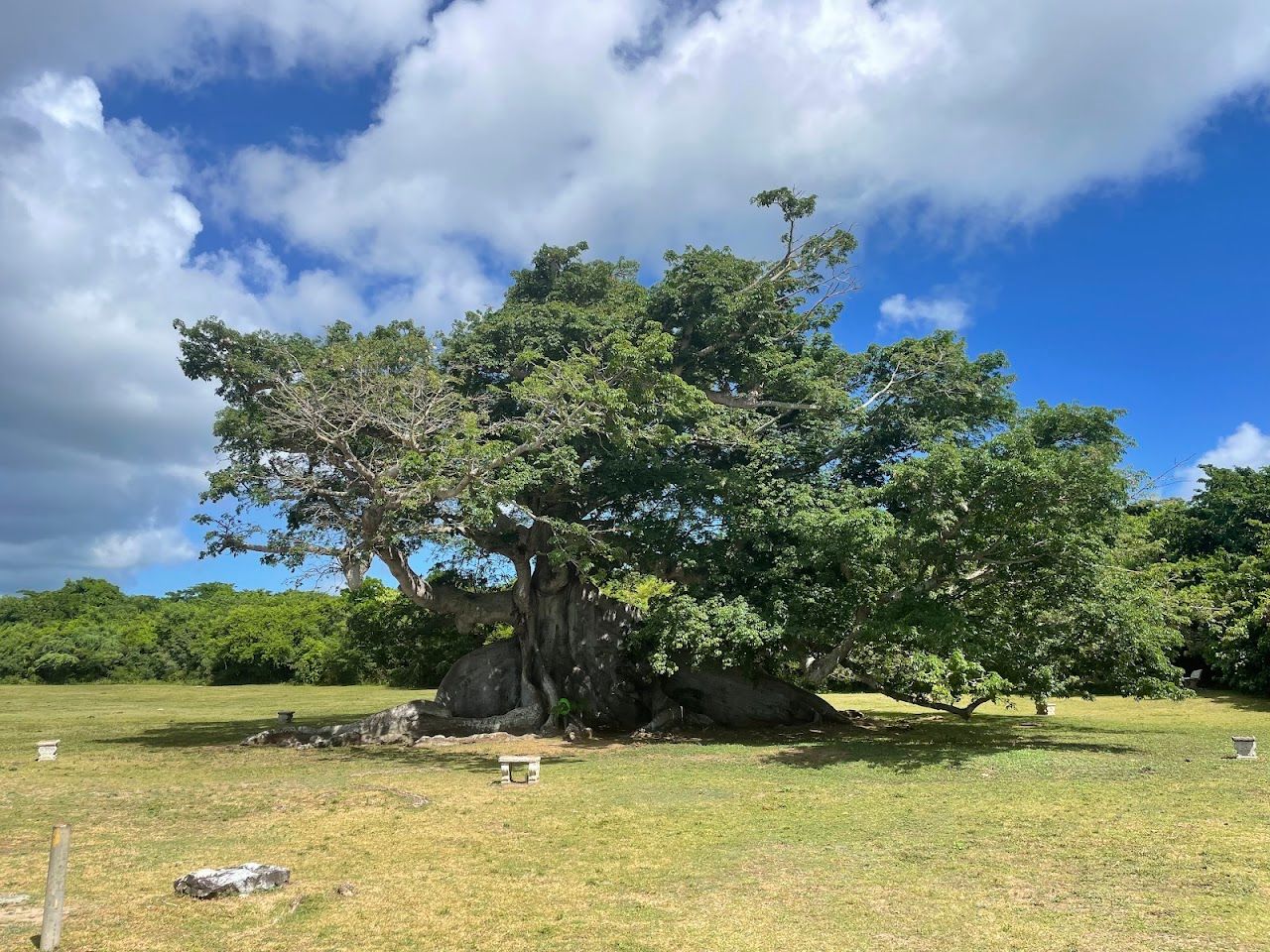Parque de la Ceiba