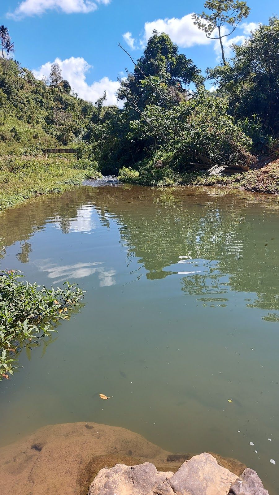 La Jicotea