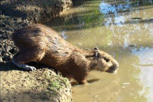 Hurtan dos chigüires o capibara del zoológico de Paraguaná.