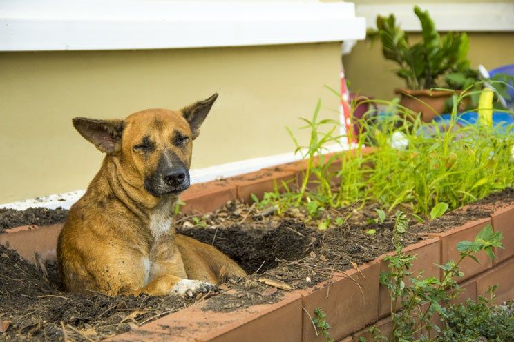 Jubilado de 75 años toma la justicia en sus manos tras perro vecino destrozar su jardín