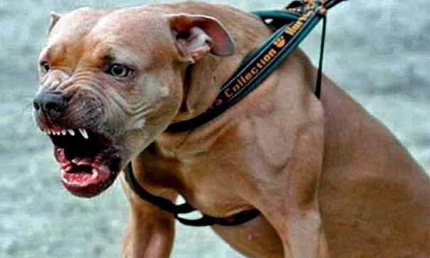 Niños son atacados por pitbulls en un parque infantil.