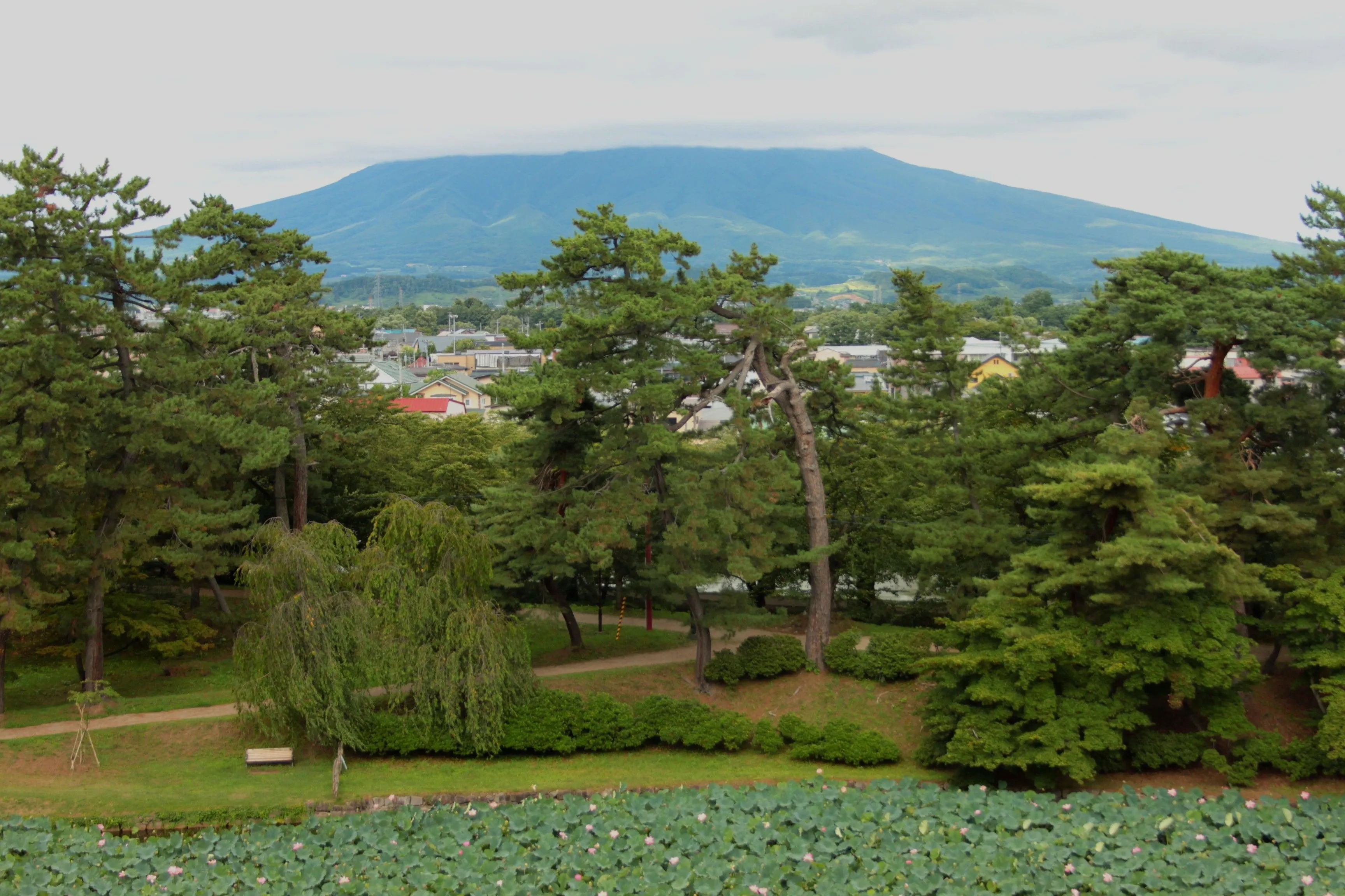 Panoramiczny widok na zalesiony park ze stawem z górami w tle