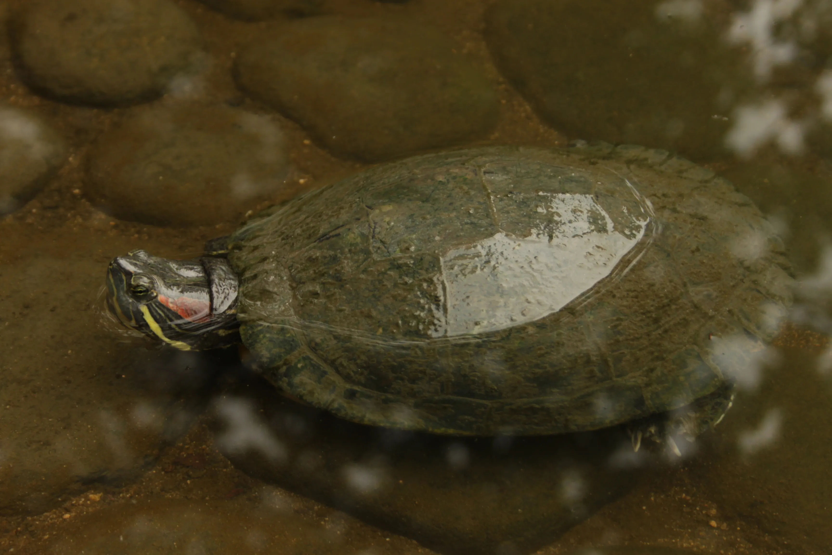 A close-up image of a turtle resting in the water in Shukkeien Park.