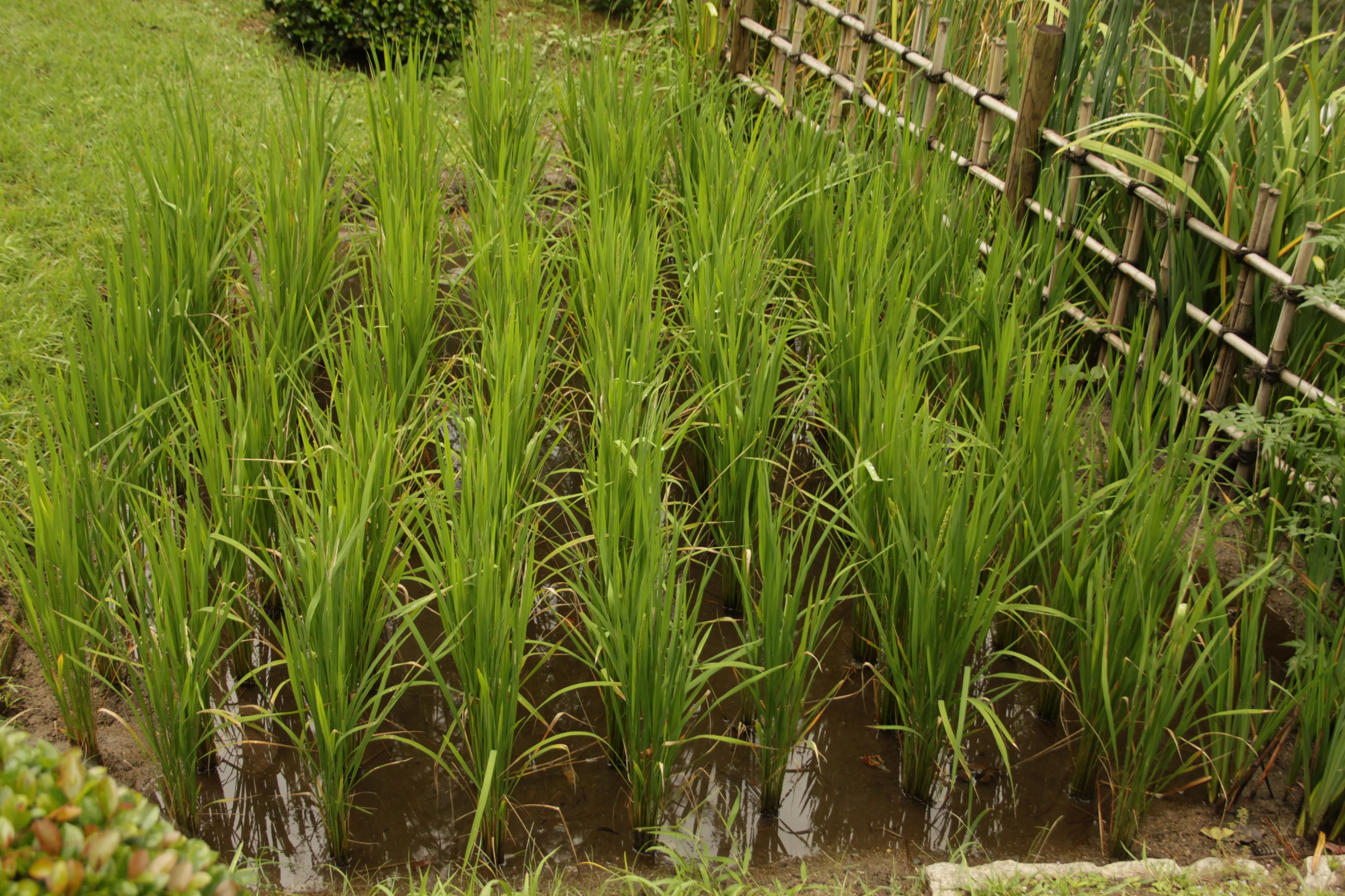 A neatly arranged rice field in Shukkeien Park, showcasing traditional agriculture.
