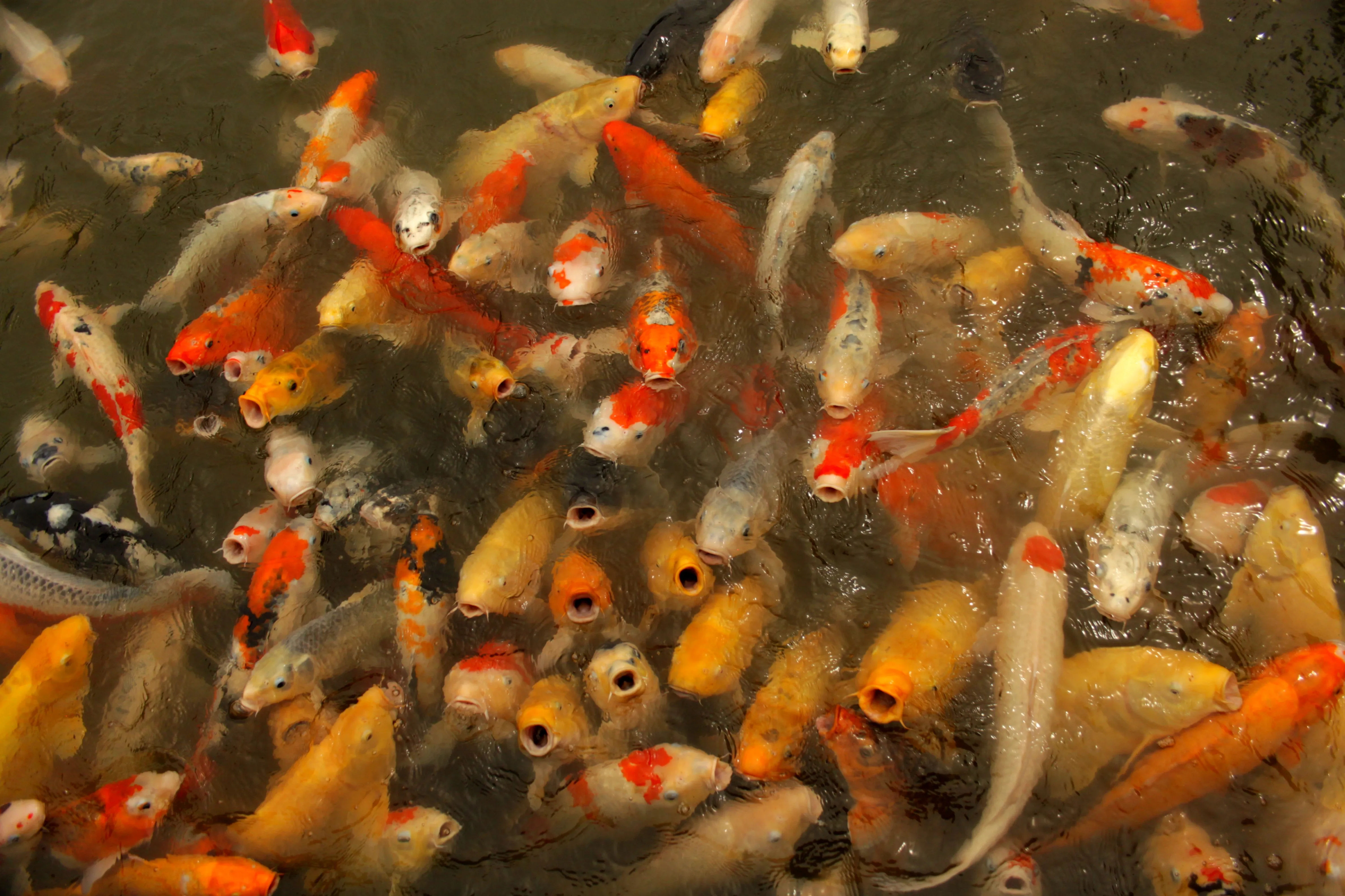 Image of a cluster of colorful koi fish swimming in the pond of Shukkeien Park.