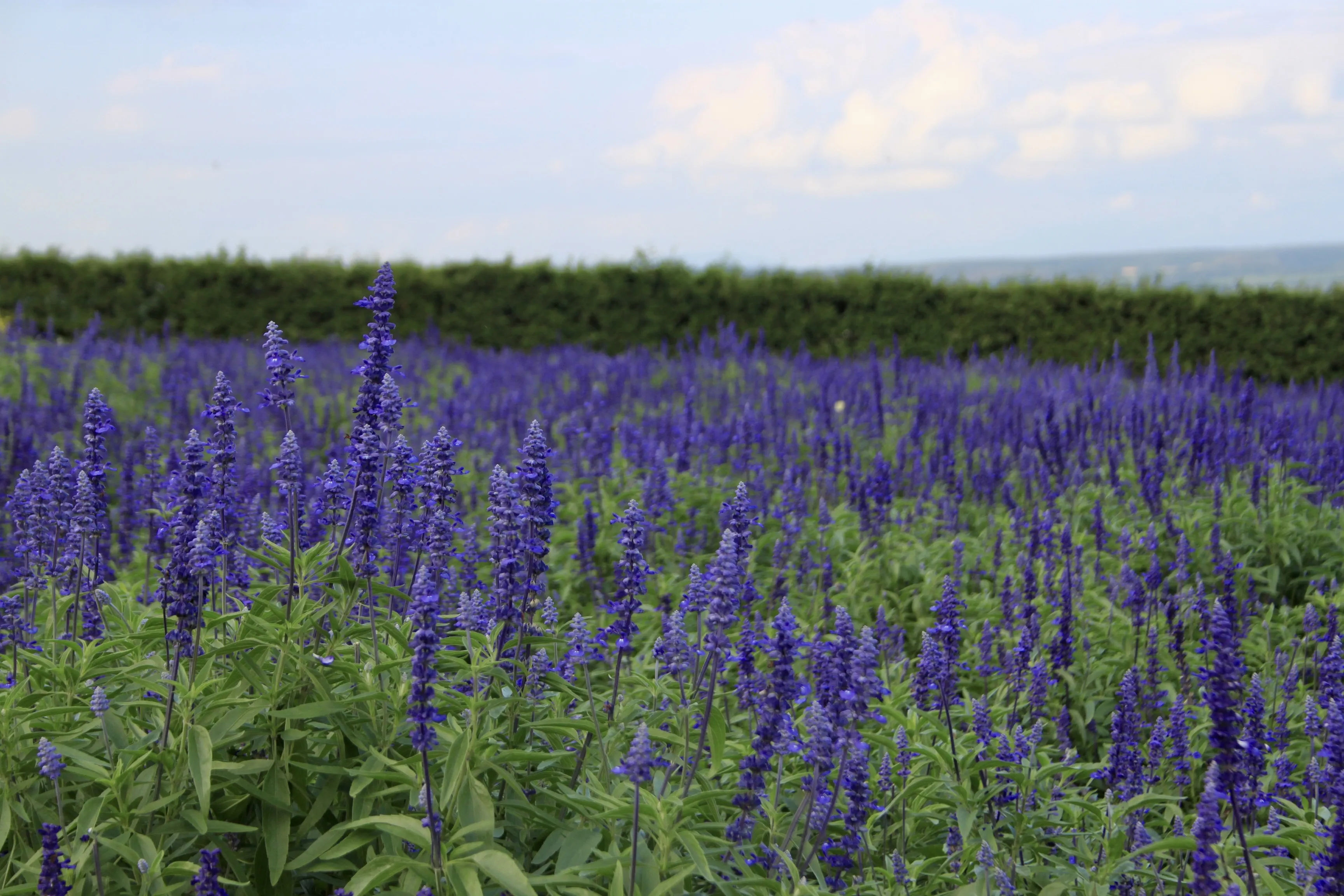 pole fioletowej lawendy