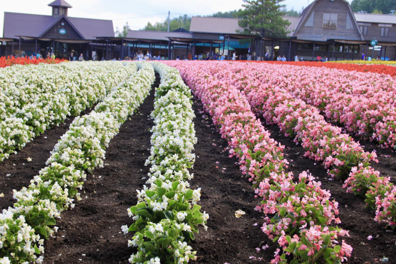 Pole białych i różowych kwiatów z budynkami farmy Tomita w tle