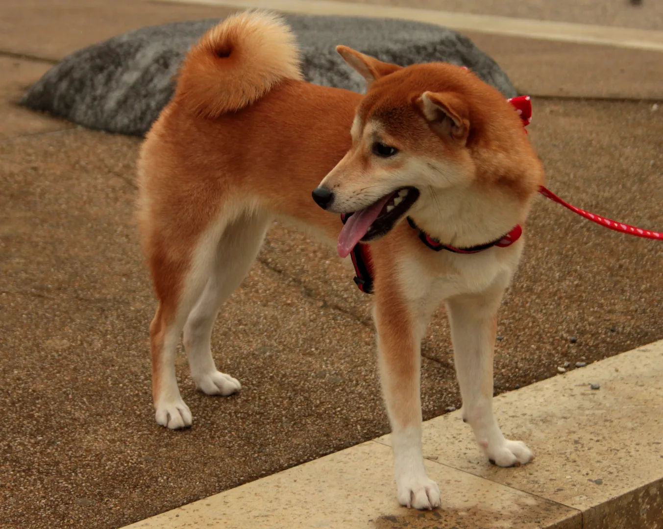 Pies rasy Shiba Inu na smyczy, spacerujący w Nara