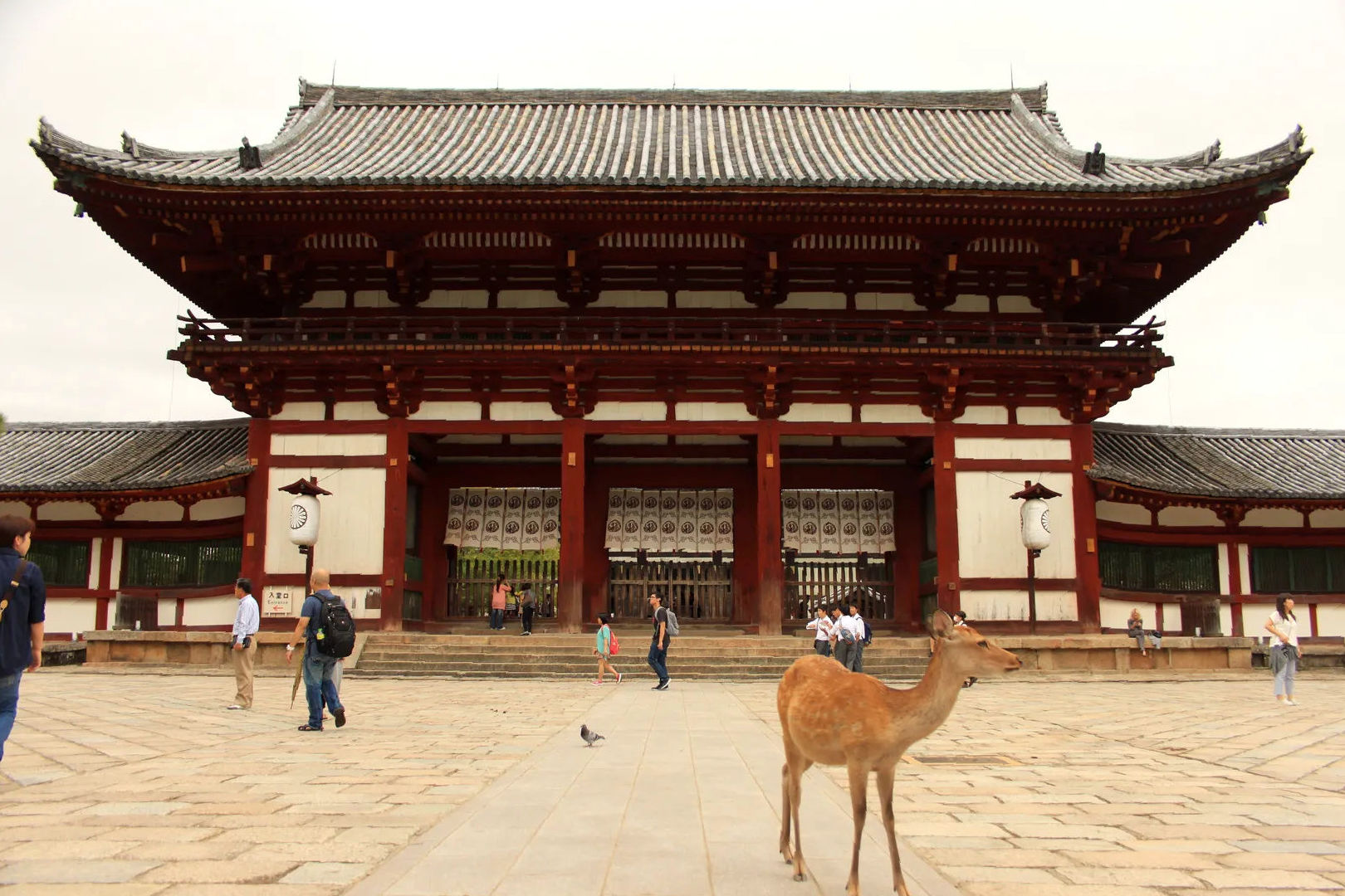 Brama Niōmon przed Tōdai-ji z jeleniem w tle