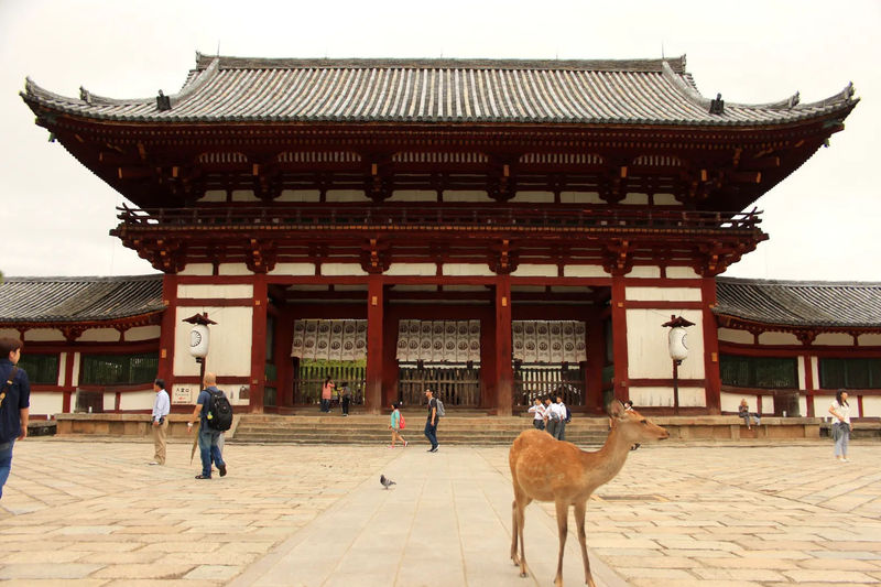 Brama Niōmon przed Tōdai-ji z jeleniem w tle