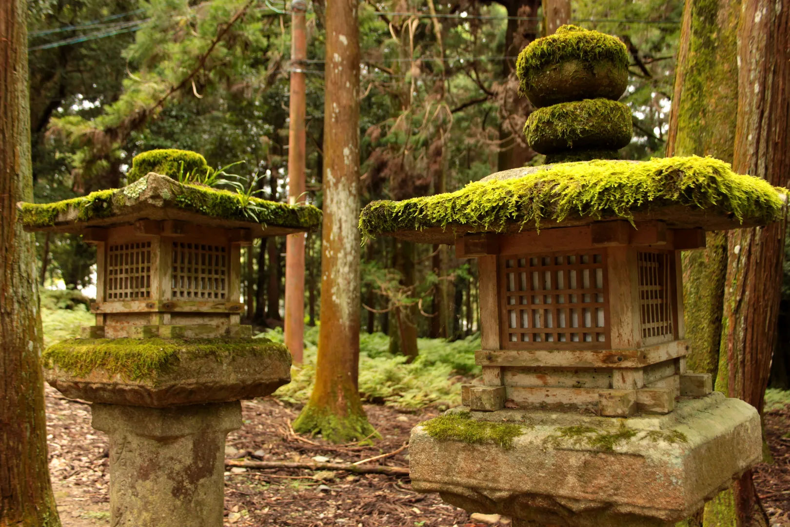 Lanterns covered in moss near a forest shrine in Kasuga Taisha, Nara