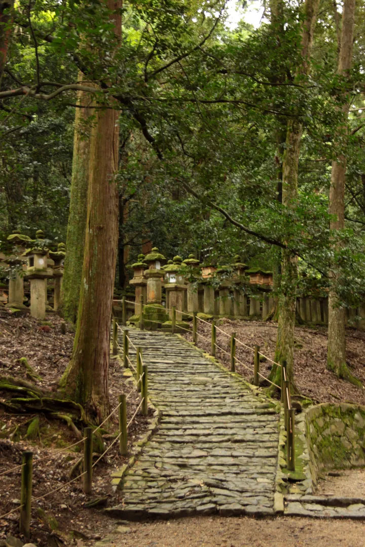 A moss-covered stone path surrounded by lanterns and trees in Kasuga Taisha, Nara