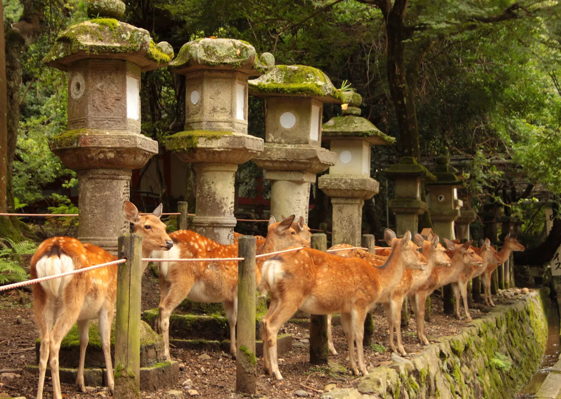 Sarny stojące w rzędzie obok kamiennych latarni w Kasuga Taisha, Nara