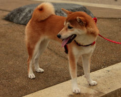 Pies rasy Shiba Inu na smyczy, Japonia
