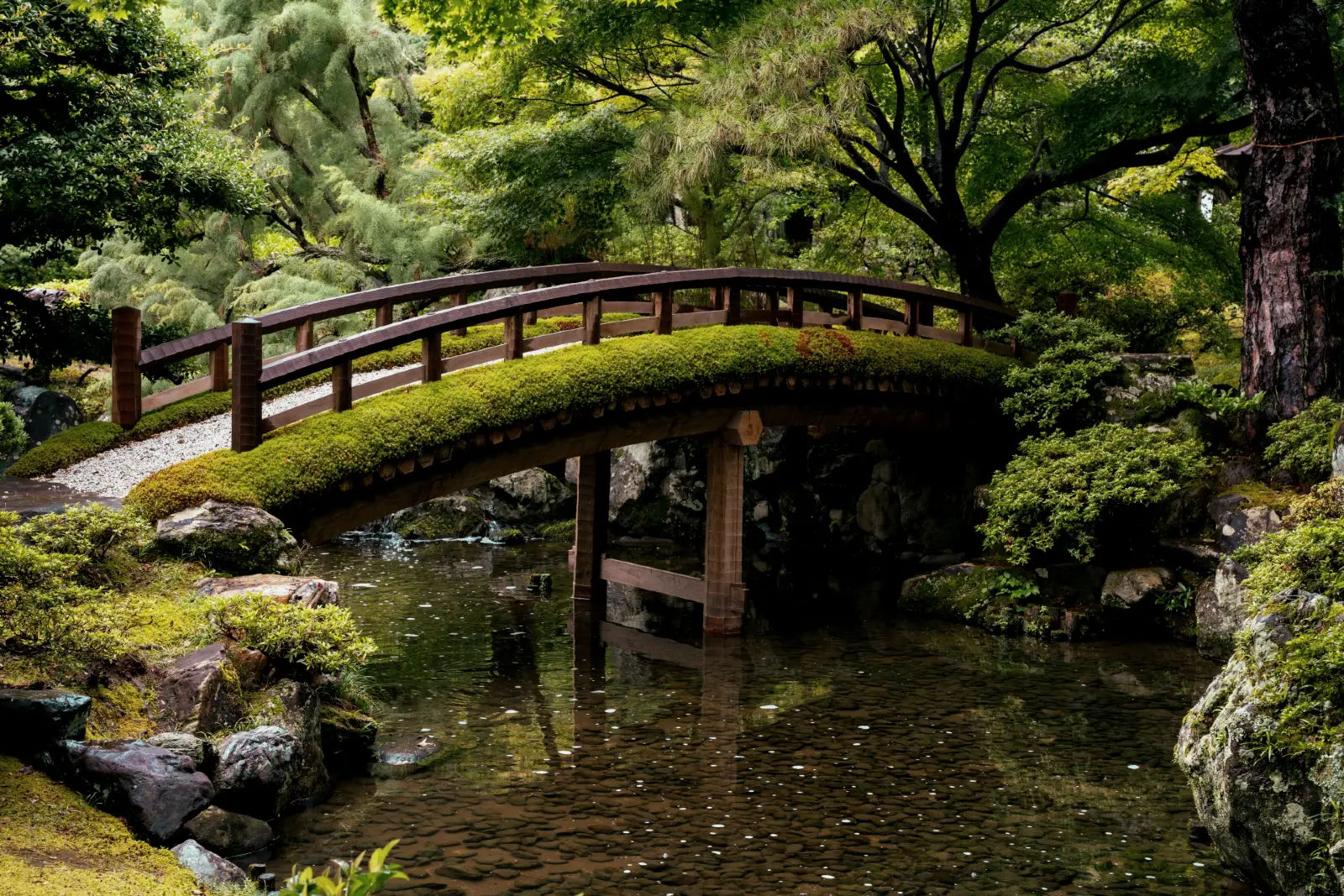 Mostek w Ogrodów Hamarikyu na tle zieleni w Tokio,