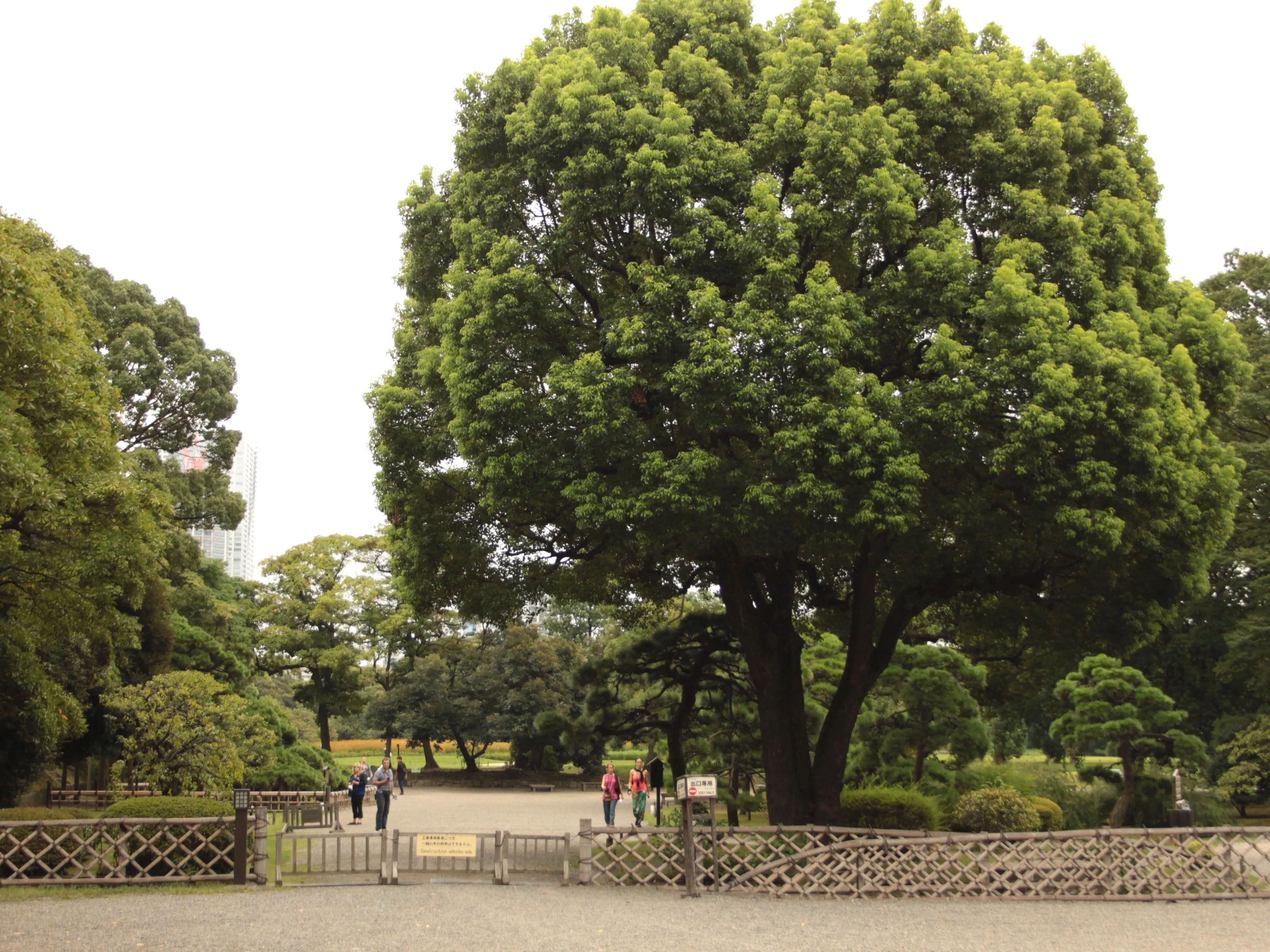 Duże, rozłożyste drzewo w Ogrodach Hamarikyu, Tokio, otoczone zieloną trawą i kilkoma spacerującymi osobami.