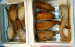 Małże geoduck na sprzedaż na targu Tsukiji w Tokio, Japonia