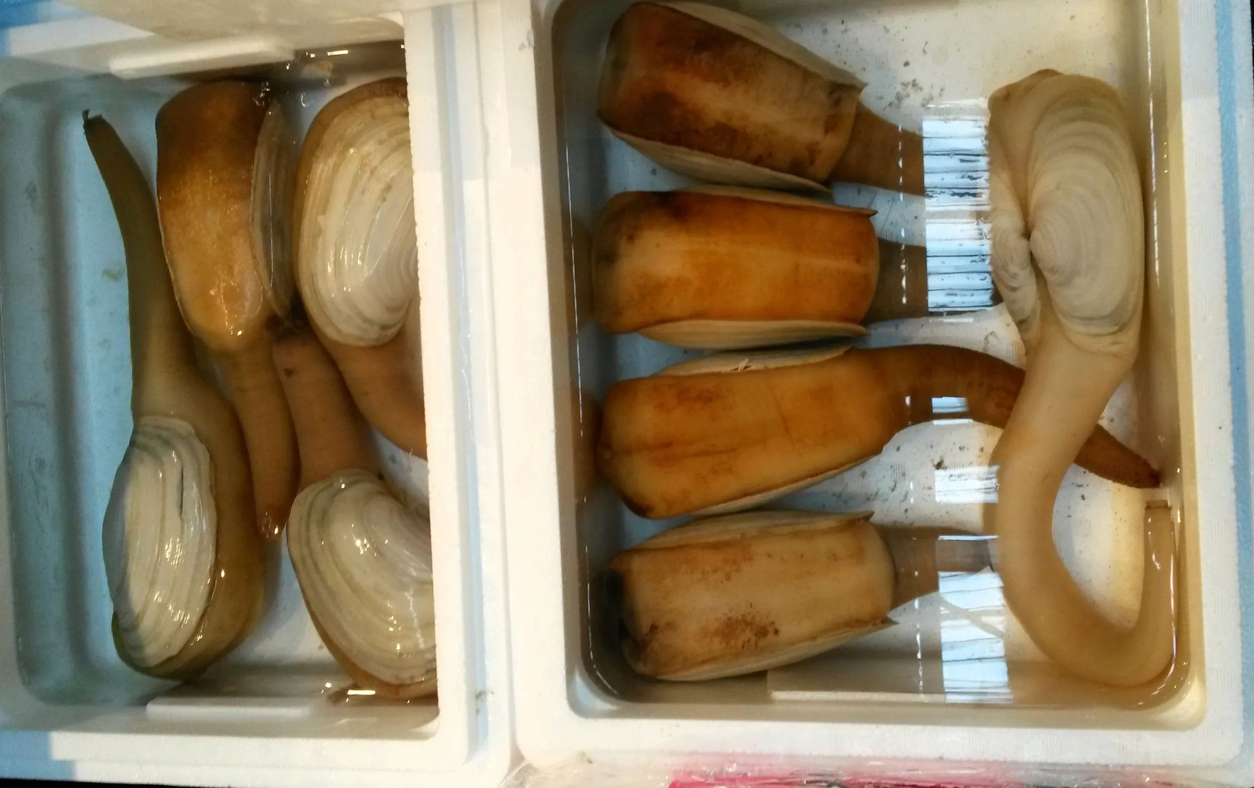 Duże małże w styropianowych skrzynkach, przygotowane do sprzedaży w Tsukiji Market.