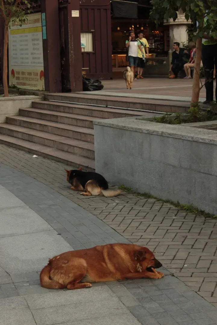 Leżący pies obok schodów na wyspie Lantau w Hongkongu