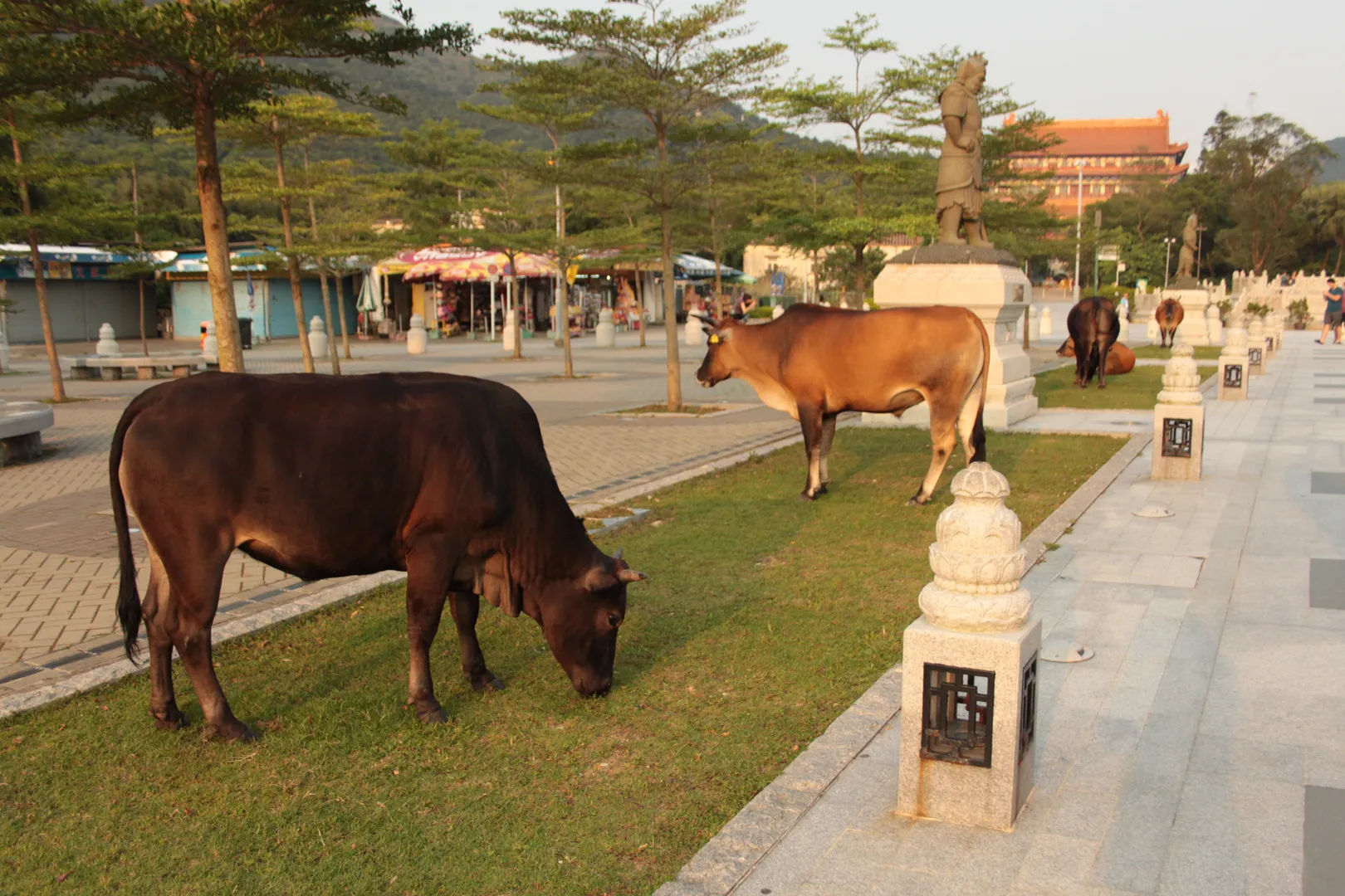 Krowy pasące się na terenach klasztornych na wyspie Lantau