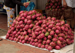 Kupa smoczych owoców ułożonych na targu w Dalat