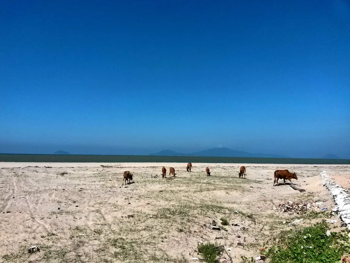 Krowy pasące się na pustynnej plaży w Hội An, z widokiem na Wyspy Cham na horyzoncie pod błękitnym niebem.