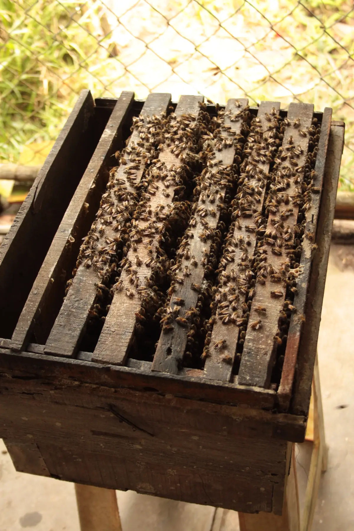 Filiżanka herbaty z miodem podawana na farmie pszczół w delcie Mekongu w Wietnamie