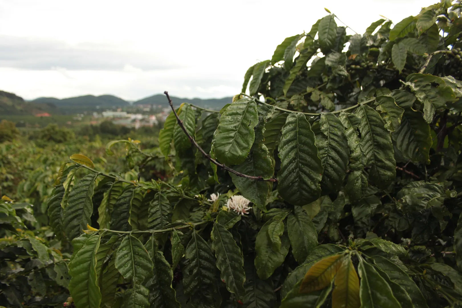 Widok na kawowe plantacje i kwiat kawy w Dalat