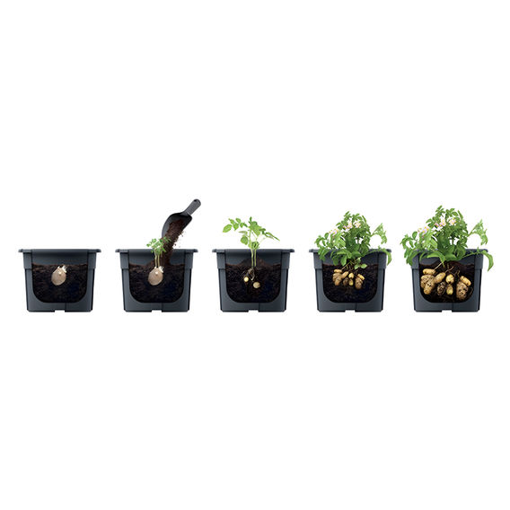 Prosperplast Veggie Growing Pack