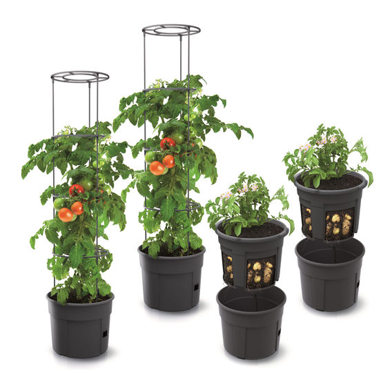 Prosperplast Veggie Growing Pack