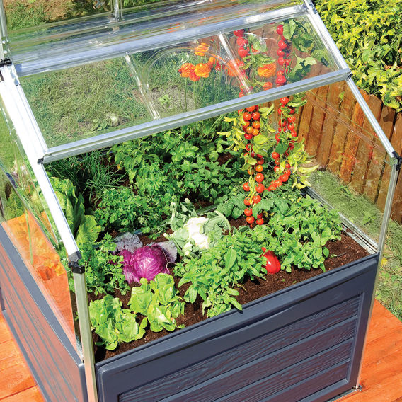 Maze Plant Inn - Mini Greenhouse