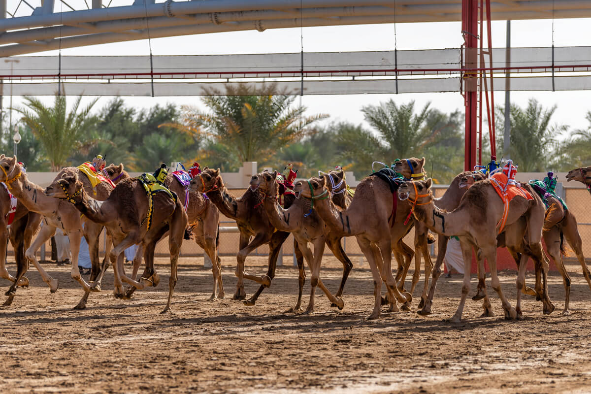 Camel Racing Experience
