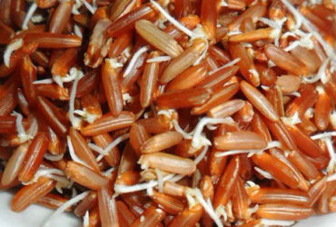 Những Thực Phẩm Mọc Mầm: Sự Thay Đổi Đột Phá Trong Dinh Dưỡng