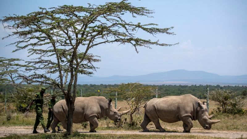 Revolutionary Breakthrough in Rhino Reproductive Health