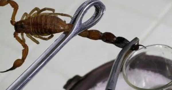 Sự Thật Về Việc Sử Dụng Tinh Chất Bọ Cạp Trong Điều Trị Ung Thư